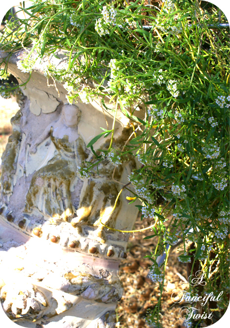 This little piggy 15