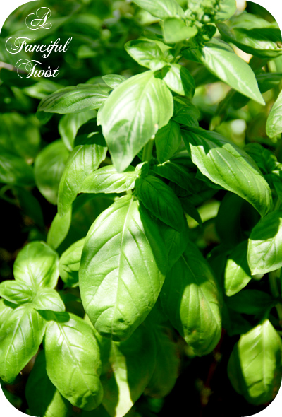 Desert wonderland 28