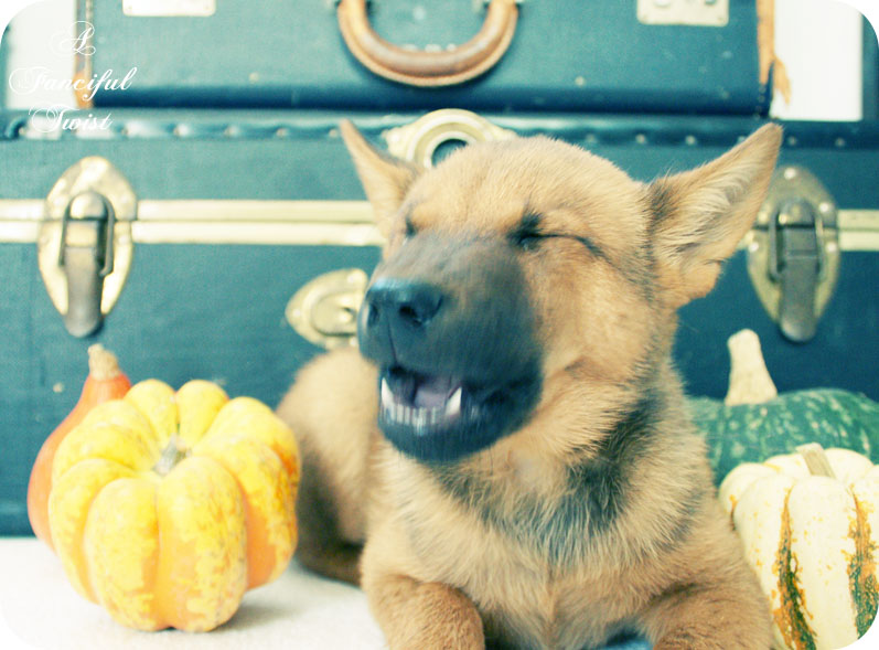 Pumpkin 6
