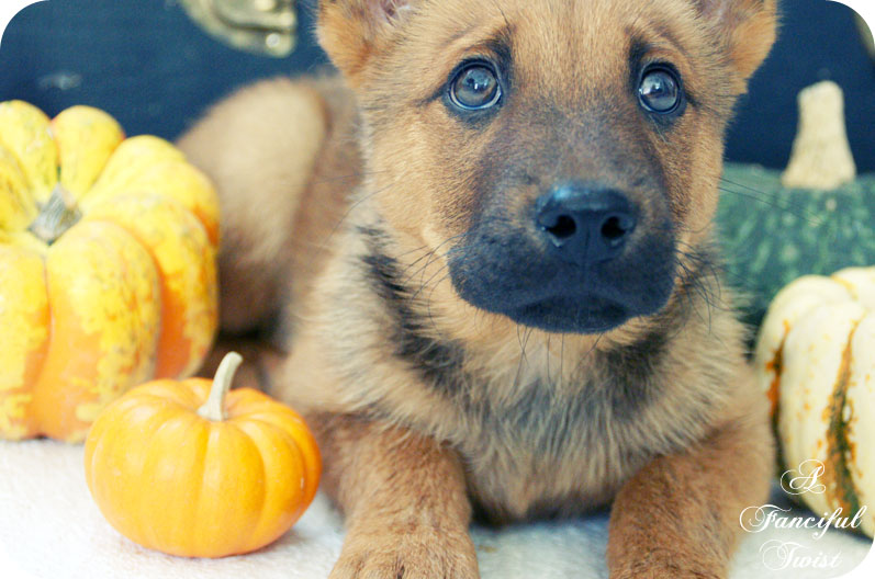 Pumpkin 4
