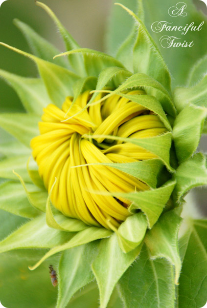 Nature collections 15