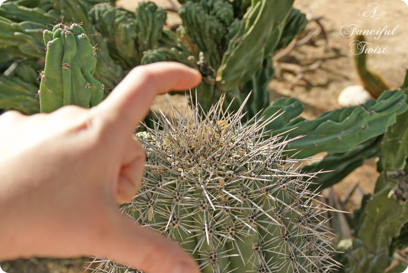 Nature collections 24