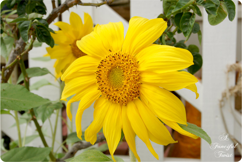 Nature collections 7 Nature collections 7