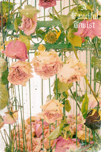 Wishes come true 2009 3