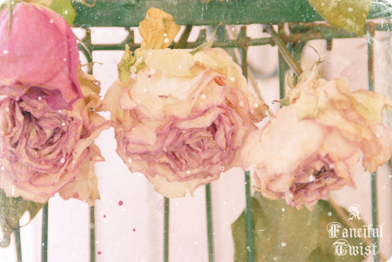 Wishes come true 2009 6