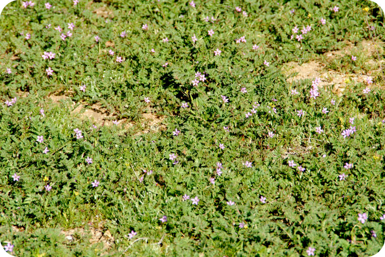 Springing 11 Springing 11