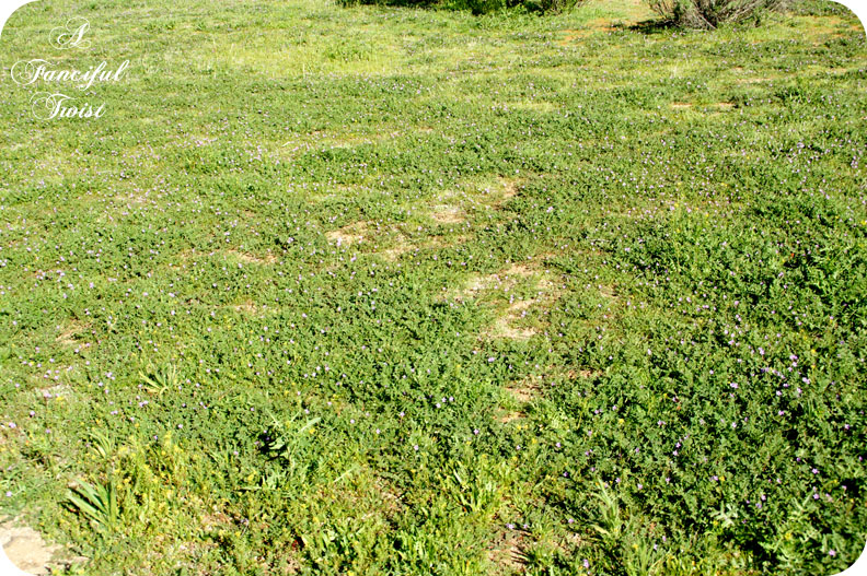 Springing 10 Springing 10