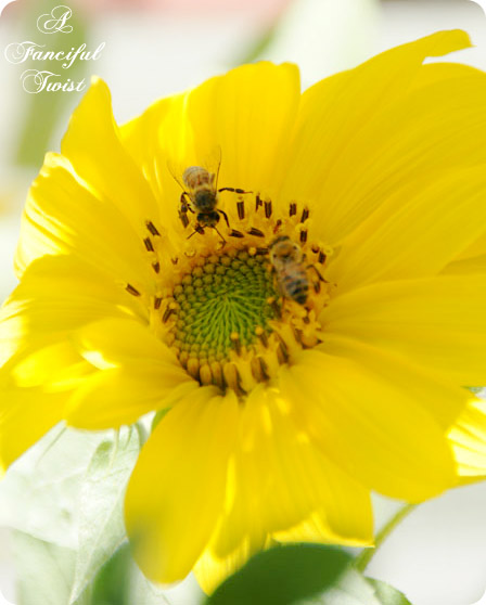 Nature collections 16