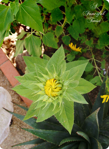 Nature collections 31