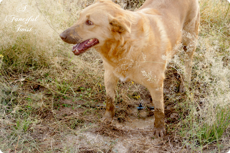 Nature collections 26