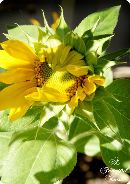 Nature collections 17