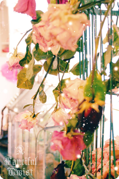 Wishes come true 2009 2