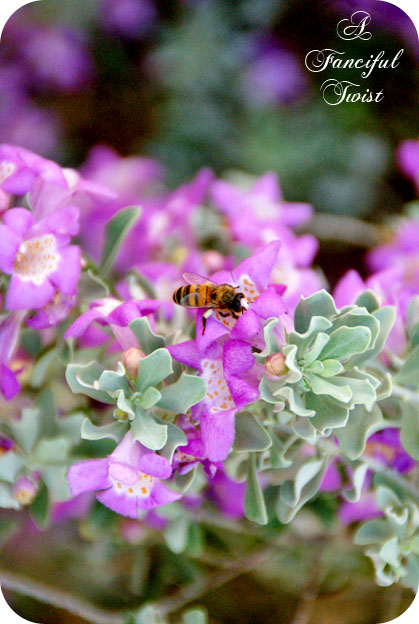 Take me to my dreams 20