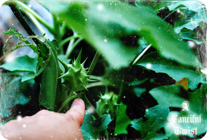 Marigold Monday 2 Marigold Monday 2