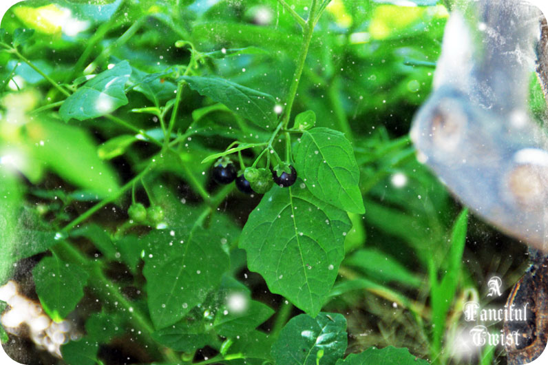 Marigold Monday 7 Marigold Monday 7