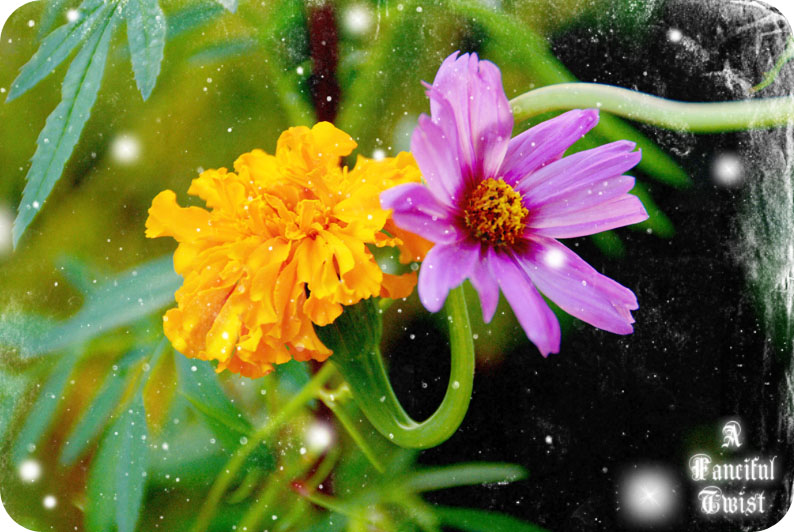 Marigold Monday 8 Marigold Monday 8