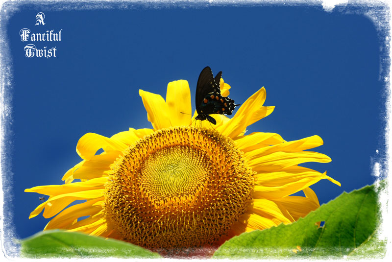 Summer 2010 27