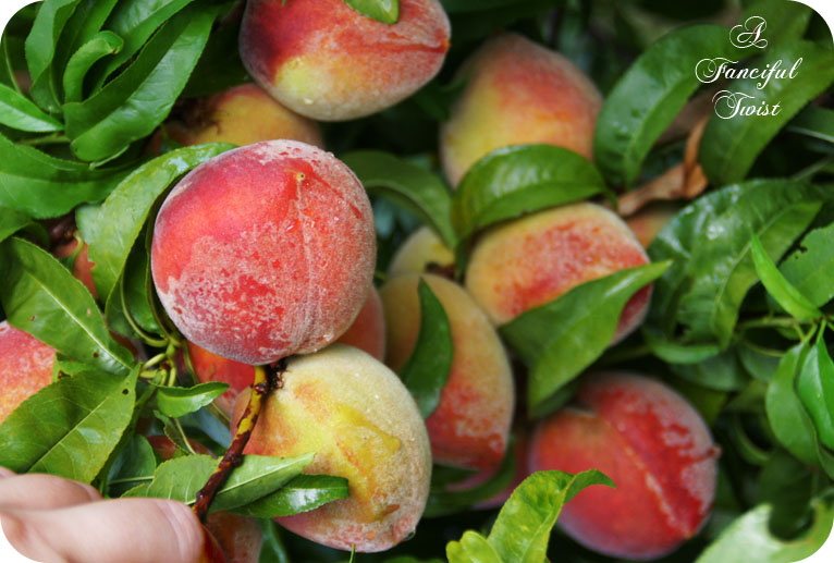 Peachy 1
