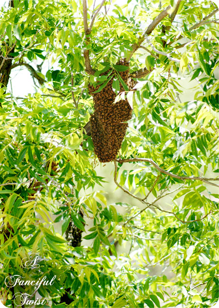 Bee love 6