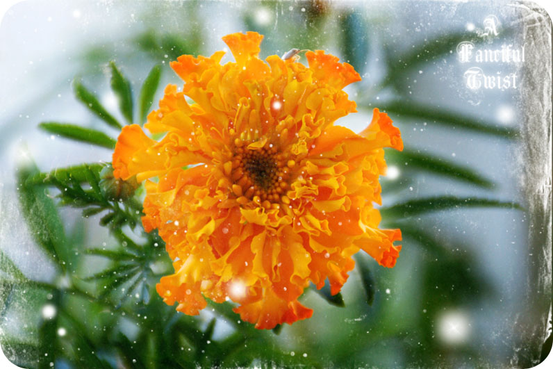 Marigold Monday 1 Marigold Monday 1