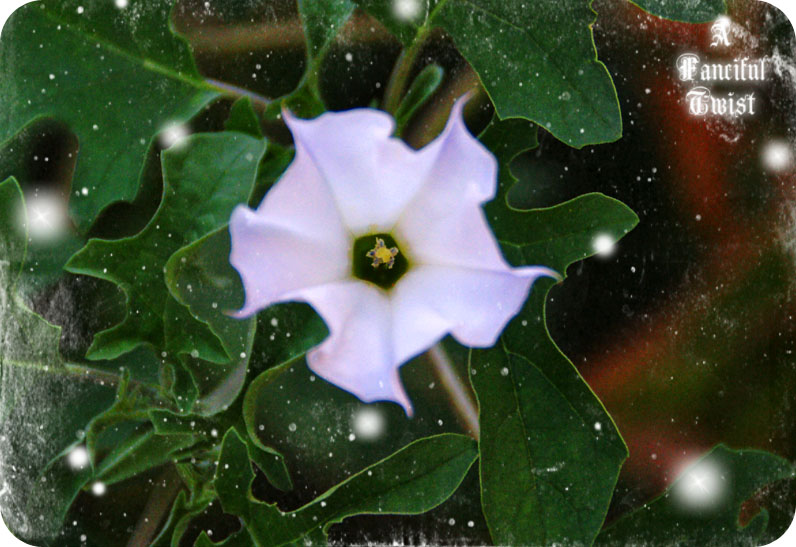 Marigold Monday 3 Marigold Monday 3