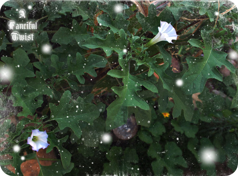 Marigold Monday 5 Datura Marigold Monday 5 Datura