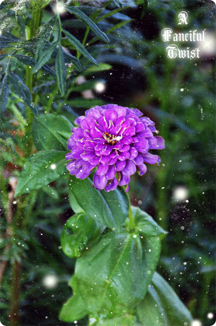 Marigold Monday 9 Marigold Monday 9