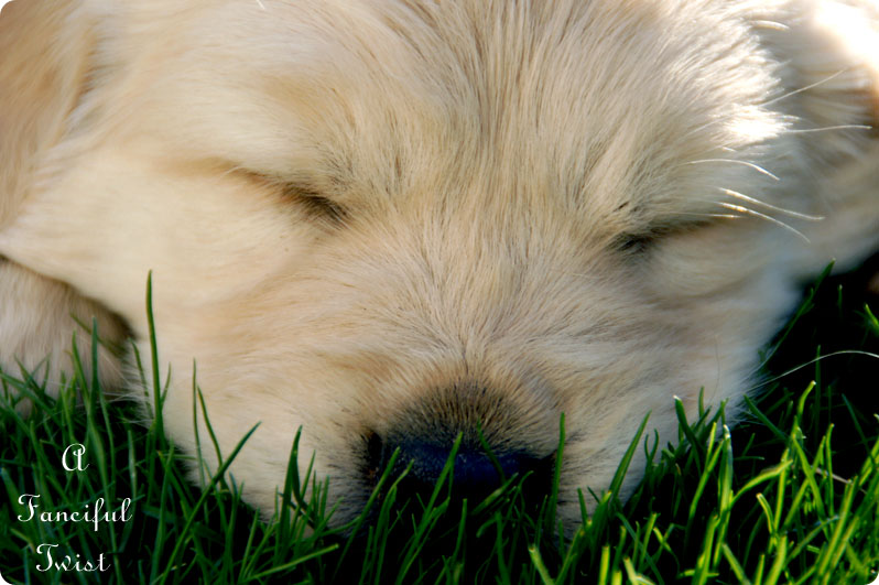 Puppy Love 1 Puppy Love 1