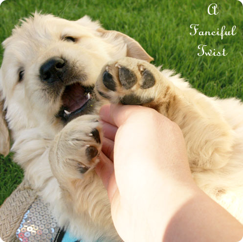 Puppy love 10 Puppy love 10