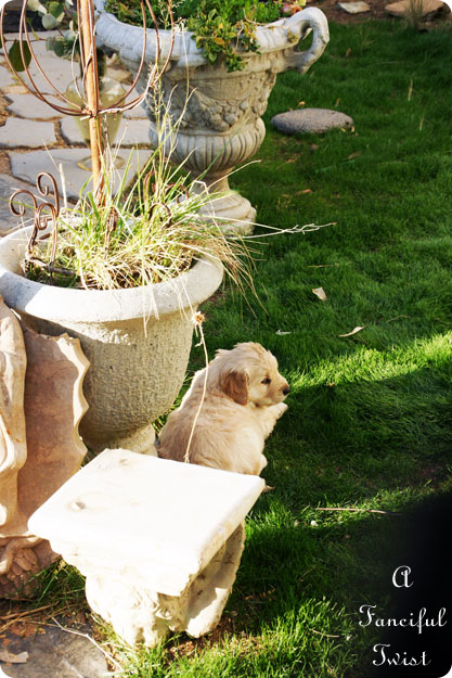 Puppy love 2 Puppy love 2