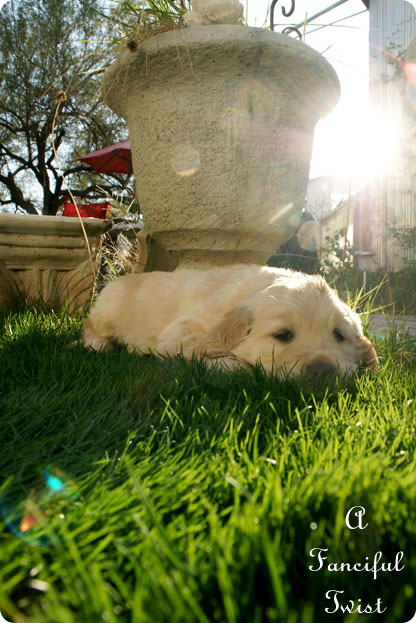 Puppy love 7 Puppy love 7