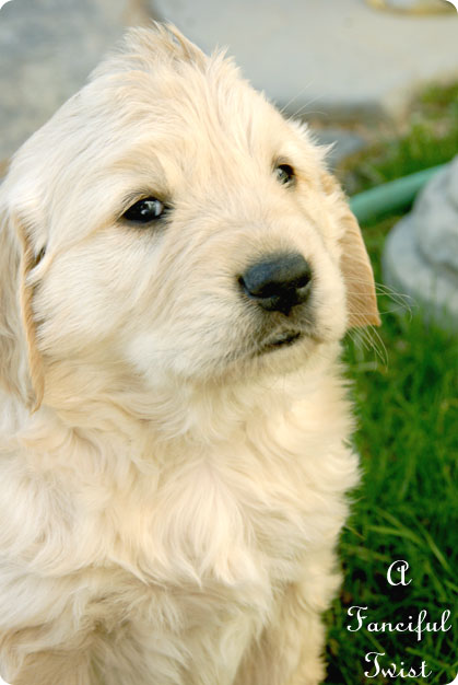 Puppy love 8 Puppy love 8