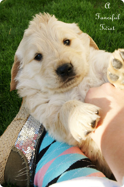 Puppy love 11 Puppy love 11