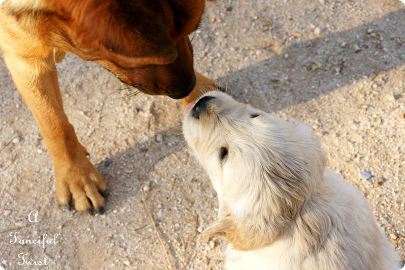 Puppy love 14 Puppy love 14