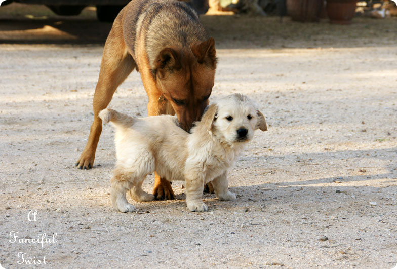 Puppy love 15 Puppy love 15