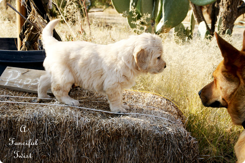 Puppy love 17 Puppy love 17