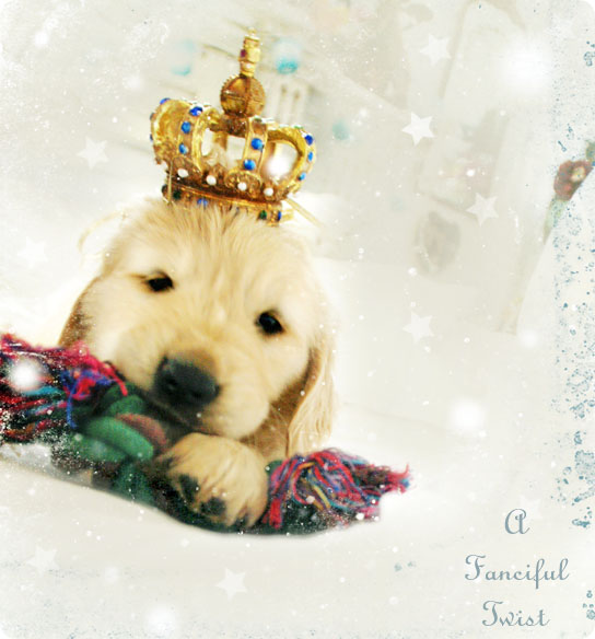 Puppy love 28 Puppy love 28