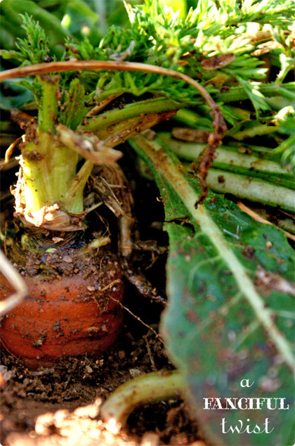 Vanessa mini 4 Vanessa mini 4