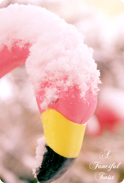 Desert southwest snow 2011 11 Desert southwest snow 2011 11