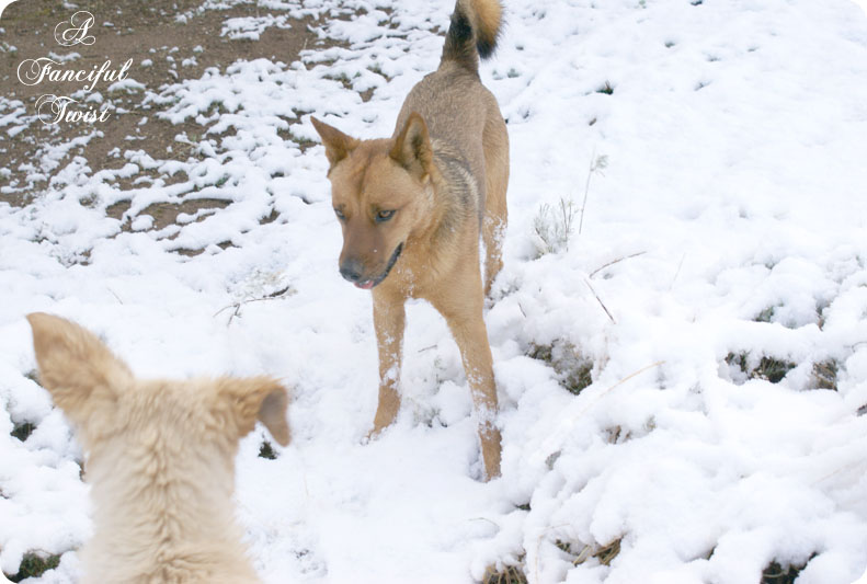 Desert southwest snow 2011 20 Desert southwest snow 2011 20
