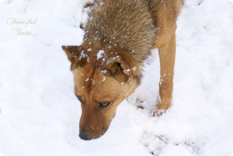 Desert southwest snow 2011 19 Desert southwest snow 2011 19