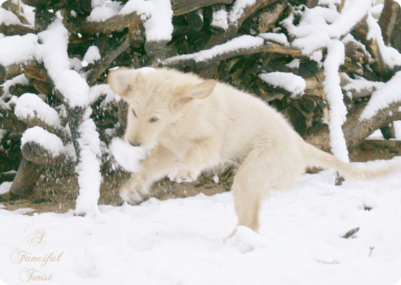 Desert southwest snow 2011 23 Desert southwest snow 2011 23