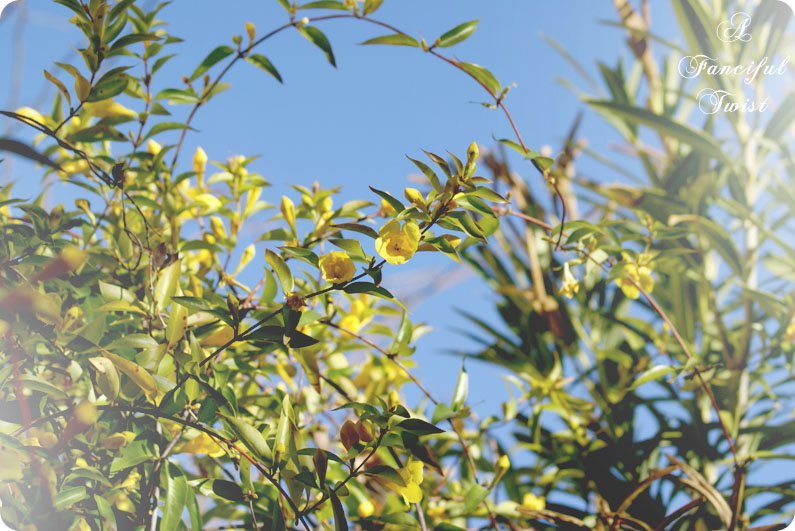 Springing 6 Springing 6