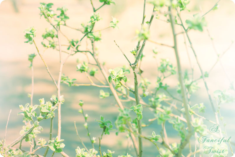 Springing 1 Springing 1