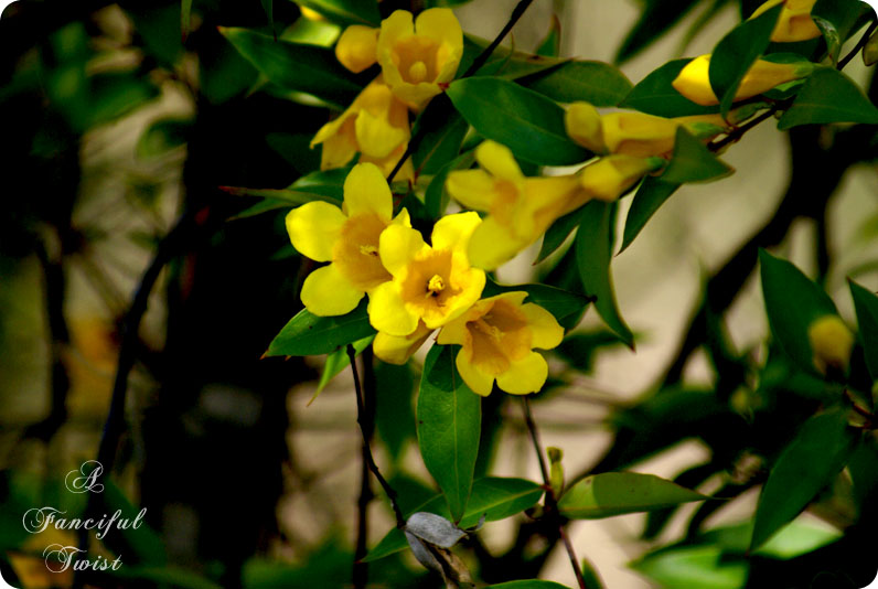 Springing 5 Springing 5