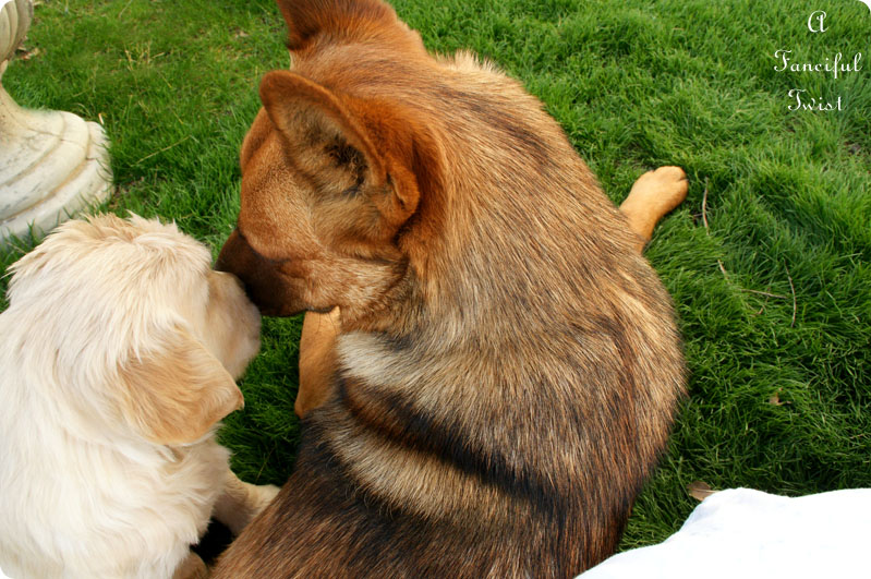 Puppy love 3 Puppy love 3