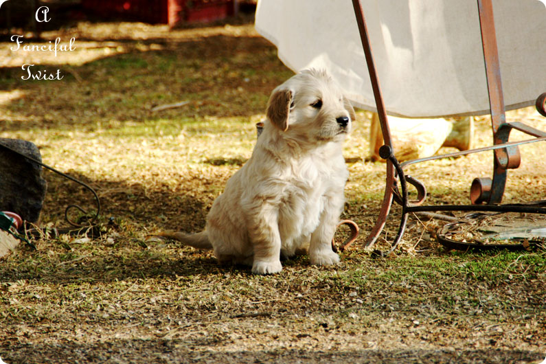 Puppy love 12 Puppy love 12