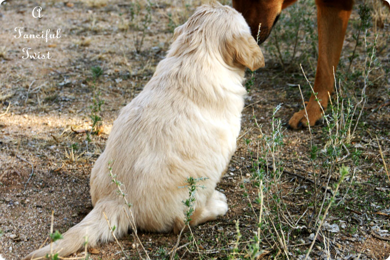 Puppy love 16 Puppy love 16