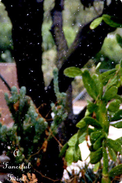 Puppy love 24 Puppy love 24