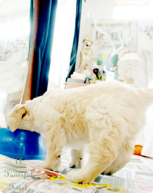 Puppy love 26 Puppy love 26